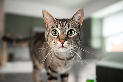 Royal Canin