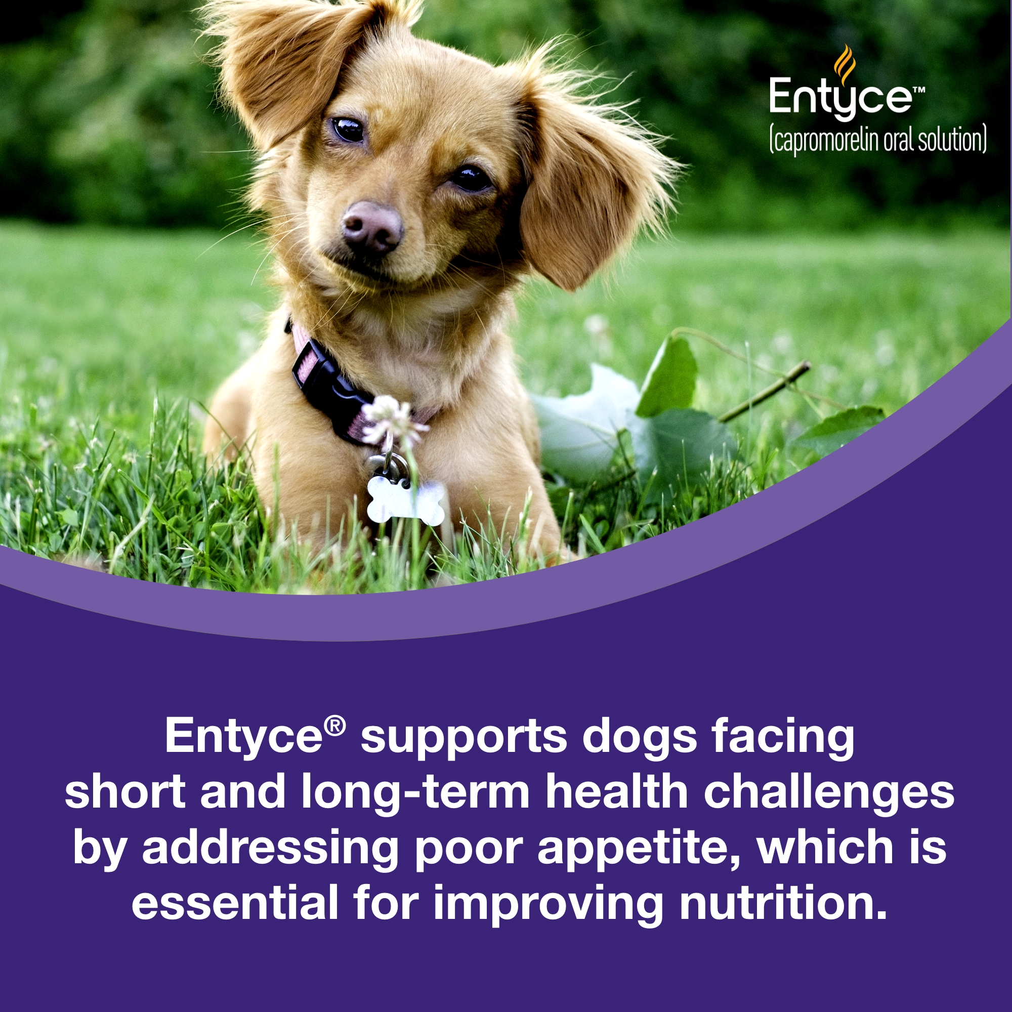 Entyce | Koala Health