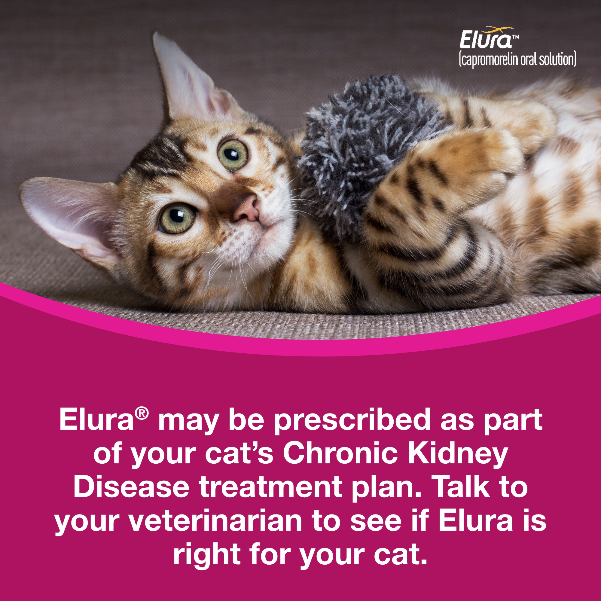 Entyce | Koala Health