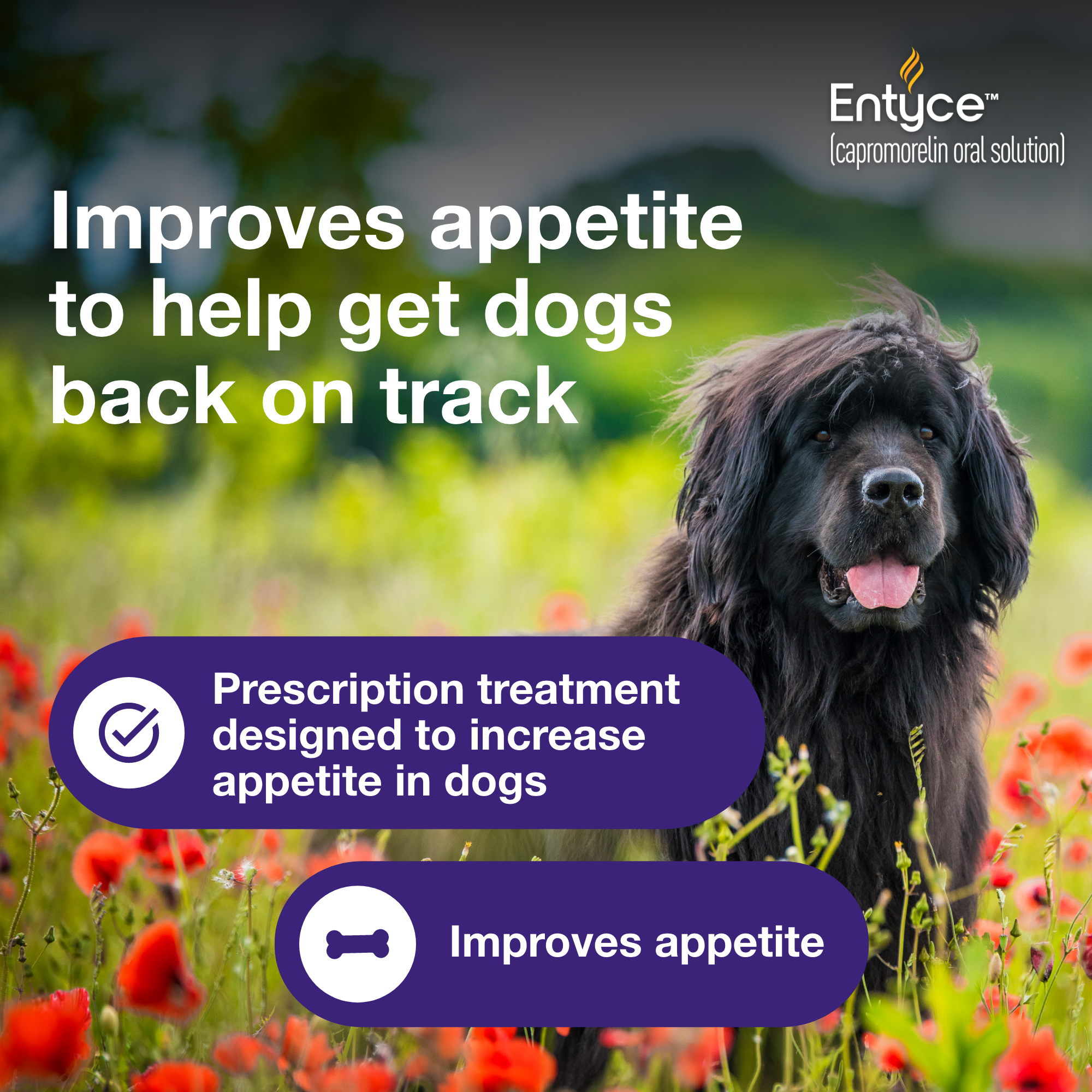 Entyce | Koala Health