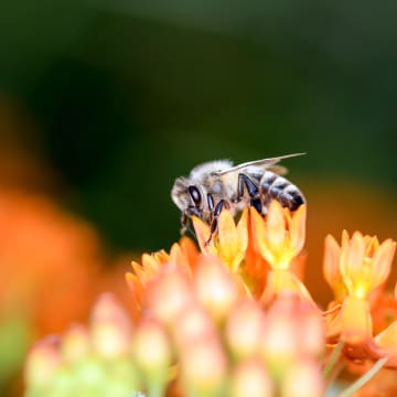 Biodiversiteit