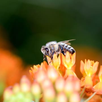 Biodiversité