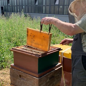 Interview with Jürgen Uebel, beekeeper