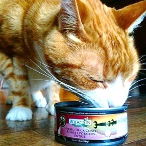 Choosing The Best Cat Food Kohepets Blog