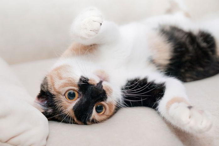 first cat essentials