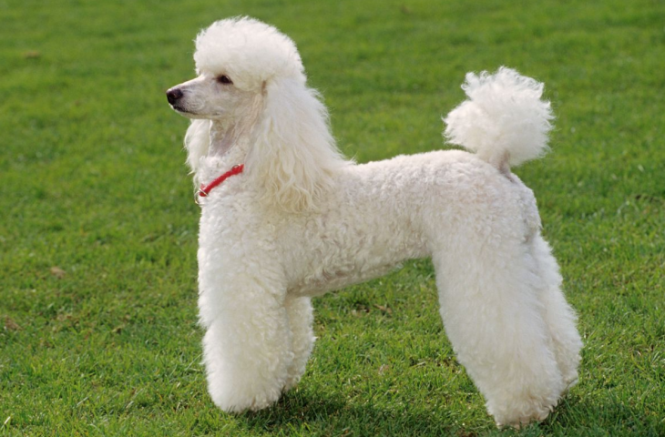 standard poodle adults for adoption