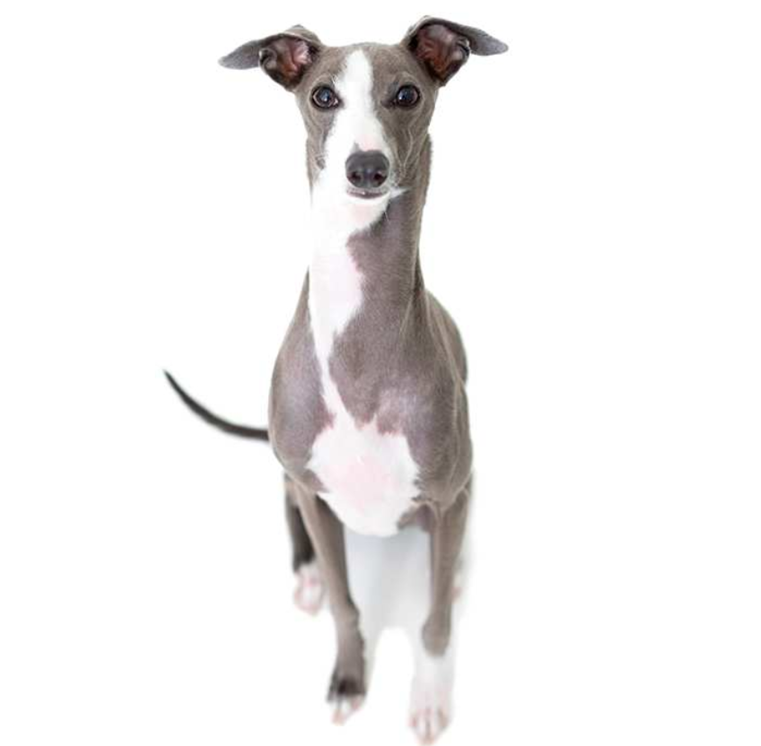 List Of Hdb Approved Dogs In Singapore Kohepets Blog