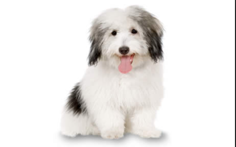 coton de tulear singapore