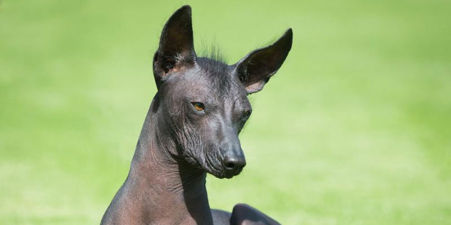 are peruvian inca orchids good dogs