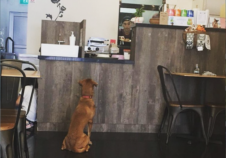 10 Popular Dog Cafes In Singapore Kohepets Blog