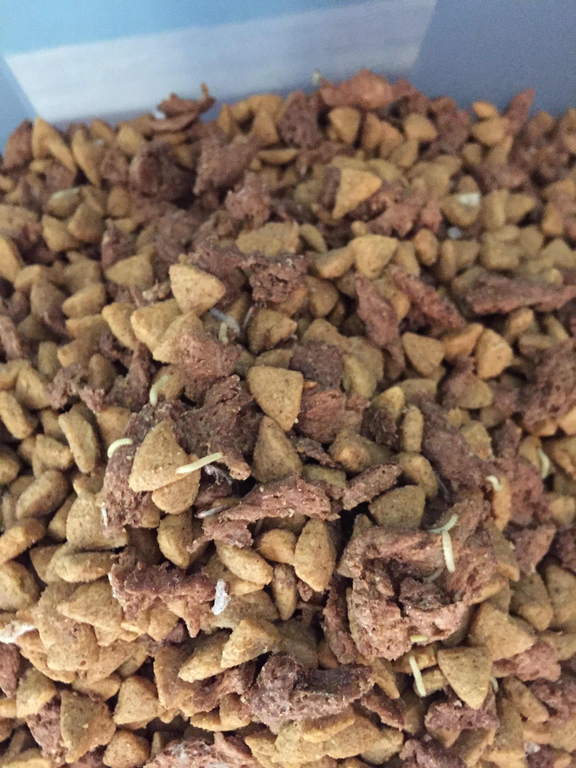 Common Bugs In Dog Food What To Do Kohepets Blog