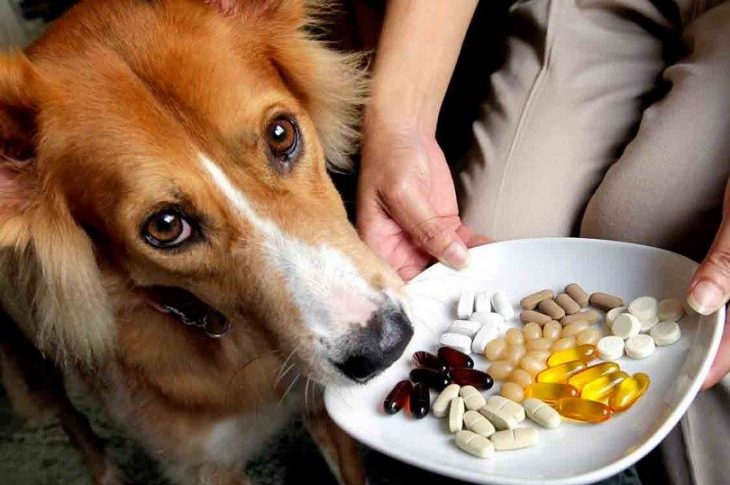 dietary supplements for dogs