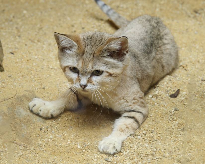 https://res.cloudinary.com/kohepets/image/upload/v1527325248/Sand-Cat_wnykea.jpg