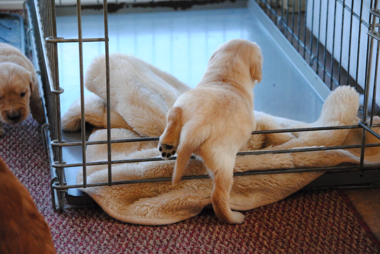 crate training puppy Kohepets Blog