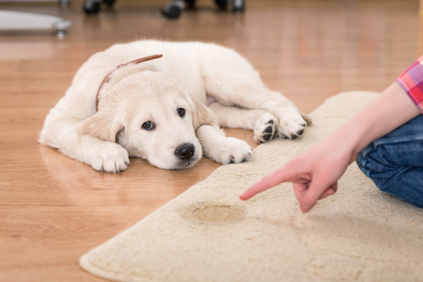 how to train dog to pee in designated area