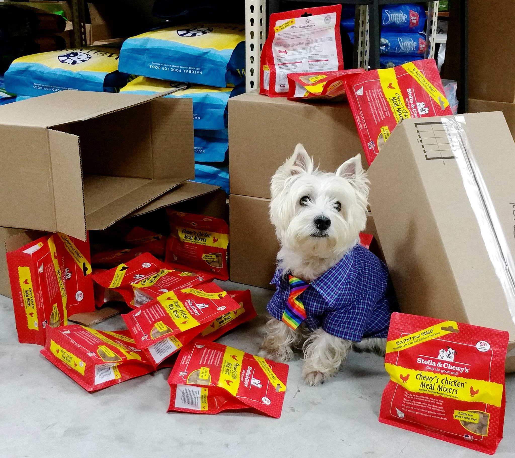 Westie top raw diet