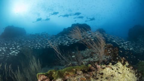 Koh tao divers group of divers swimming above a coral reef with school of fish in clear blue water