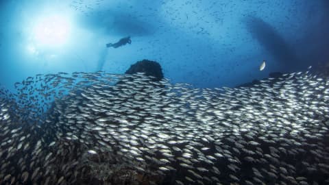 Koh Tao Divers diver swimming past a massive school of fish with sunrays piercing the water