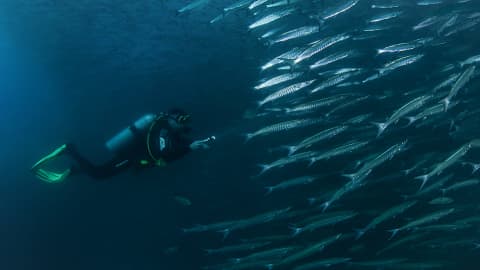 Koh Tao Divers diver encountering a large school of barracudas during a deep dive