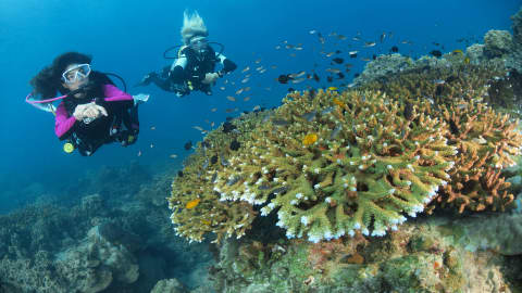 Koh Tao Divers divers exploring vibrant coral reef together in tropical ocean.