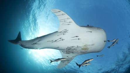 koh-tao-divers-fun-diving-scuba-skills-review-card_ogjteq