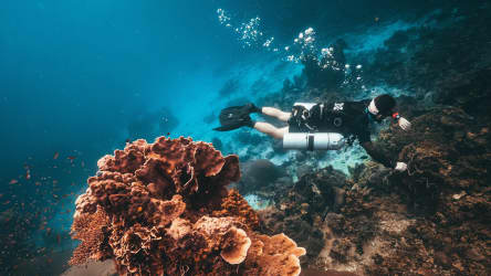 Koh Tao Divers diver exploring coral reef during technical refresher dive