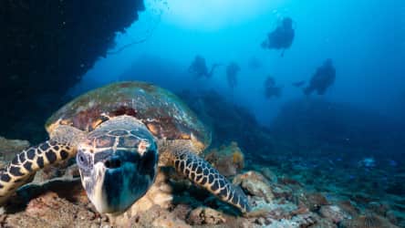 Koh Tao Divers close-up of a sea turtle swimming near divers over a rocky reef
