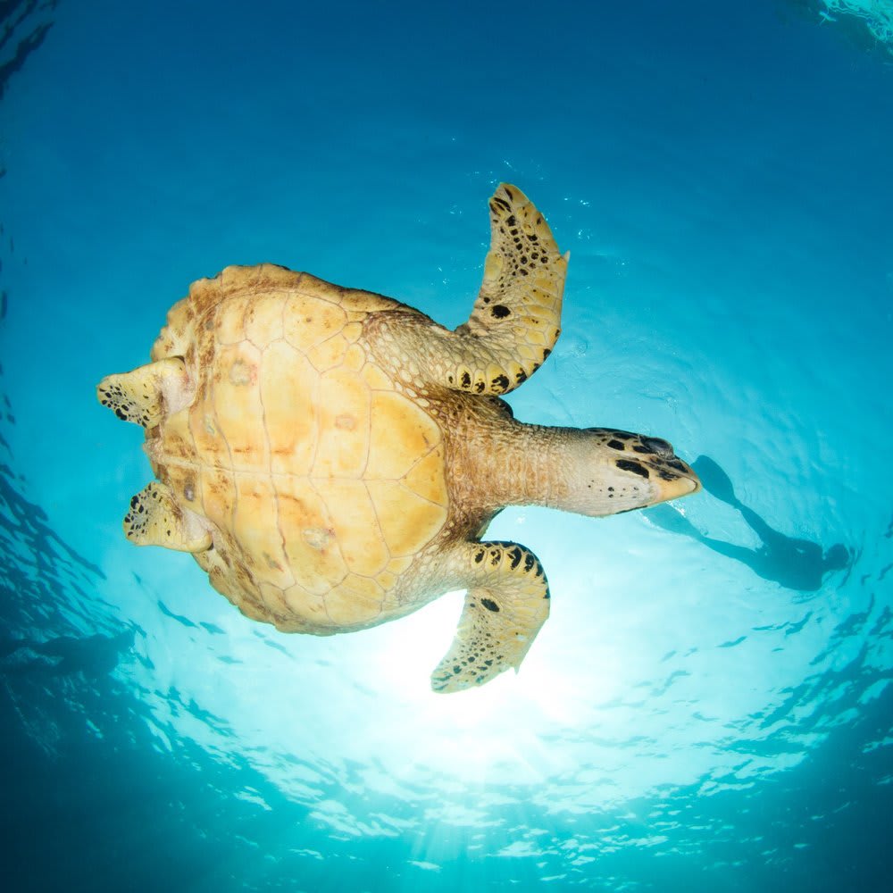 Koh Tao Divers sea turtle swimming toward the surface with sun rays shining through the water