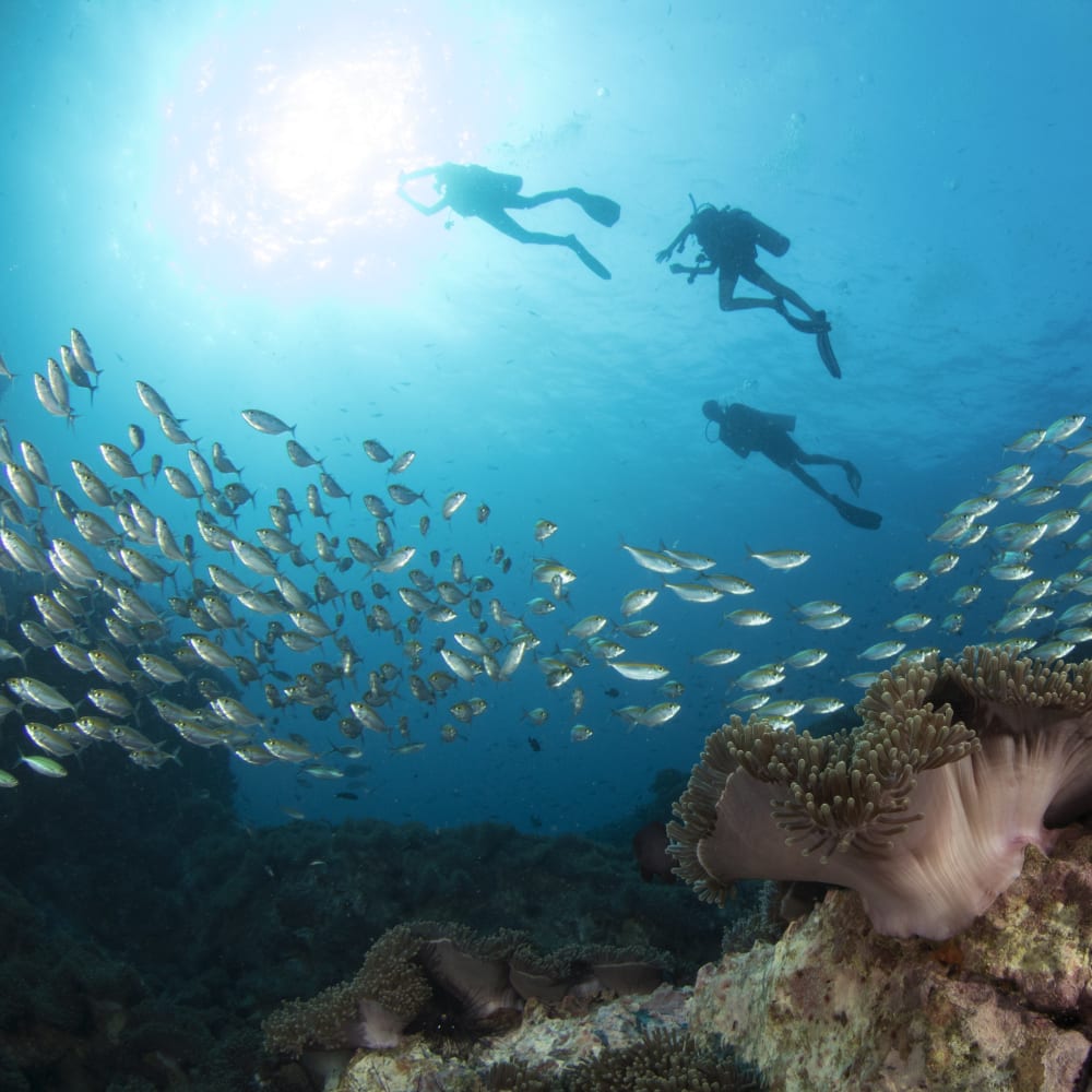 Koh Tao Divers scuba divers swimming through school of fish above colorful reef