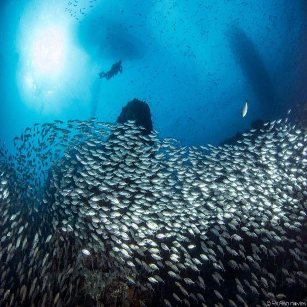 Koh Tao Divers diver swimming over large school of fish in bright blue water.