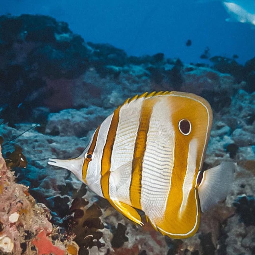 Koh Tao Divers close-up of a colorful copperband butterflyfish swimming by coral