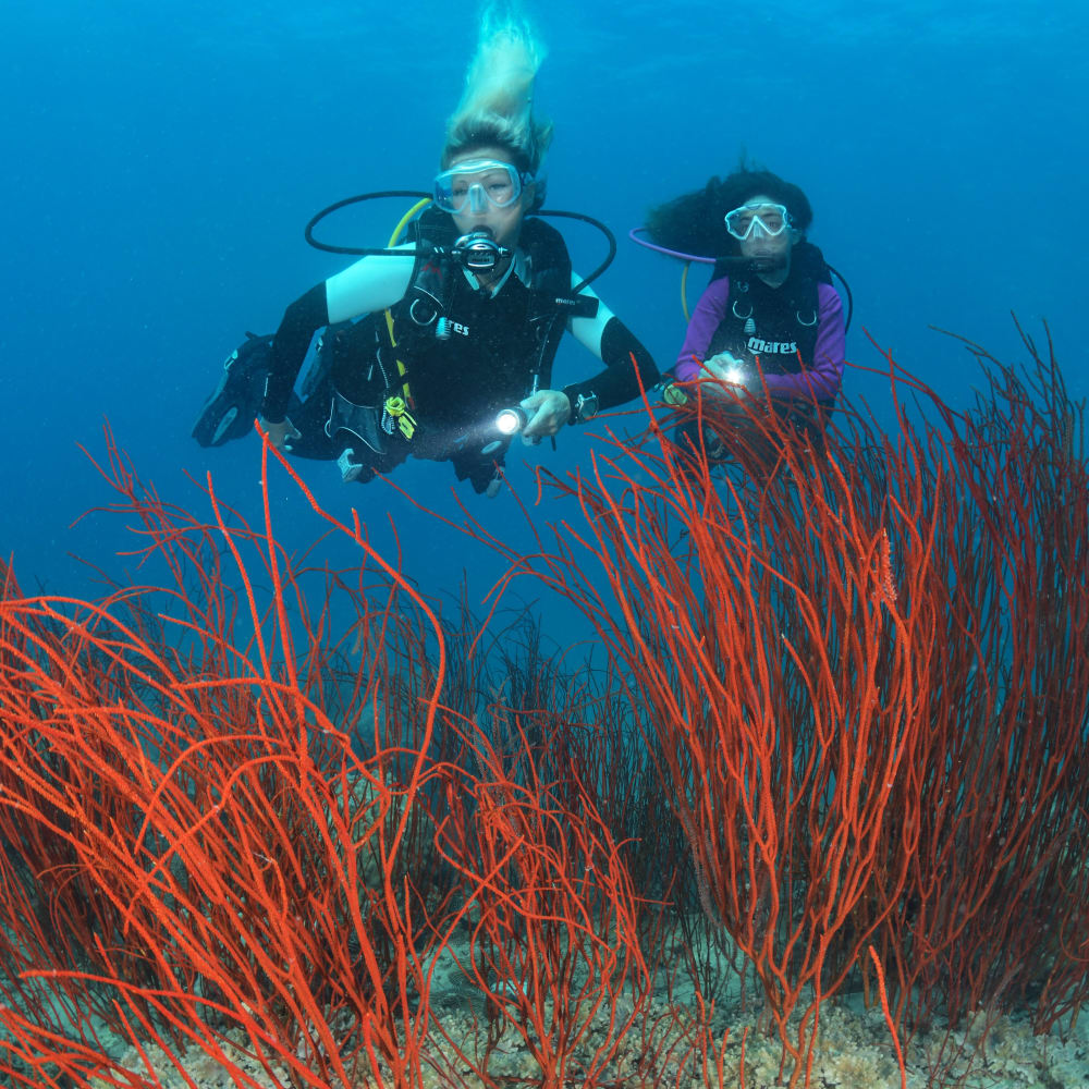 Koh Tao Divers two scuba divers exploring red coral branches on sandy ocean floor