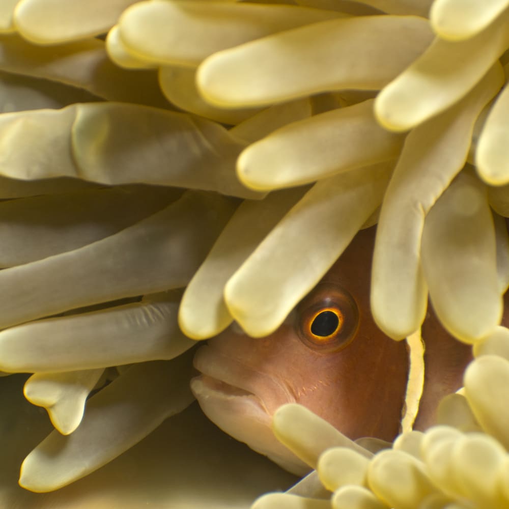 diver in a structure