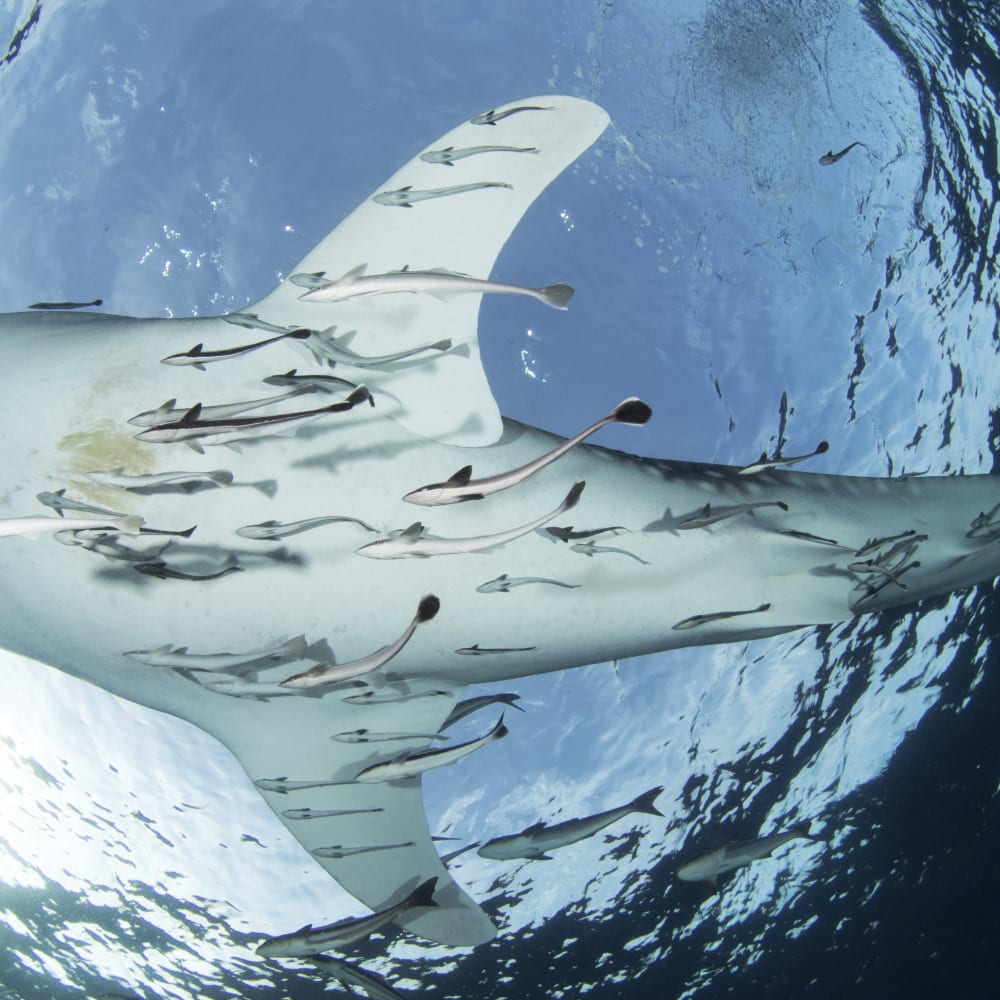 Whale shark from below