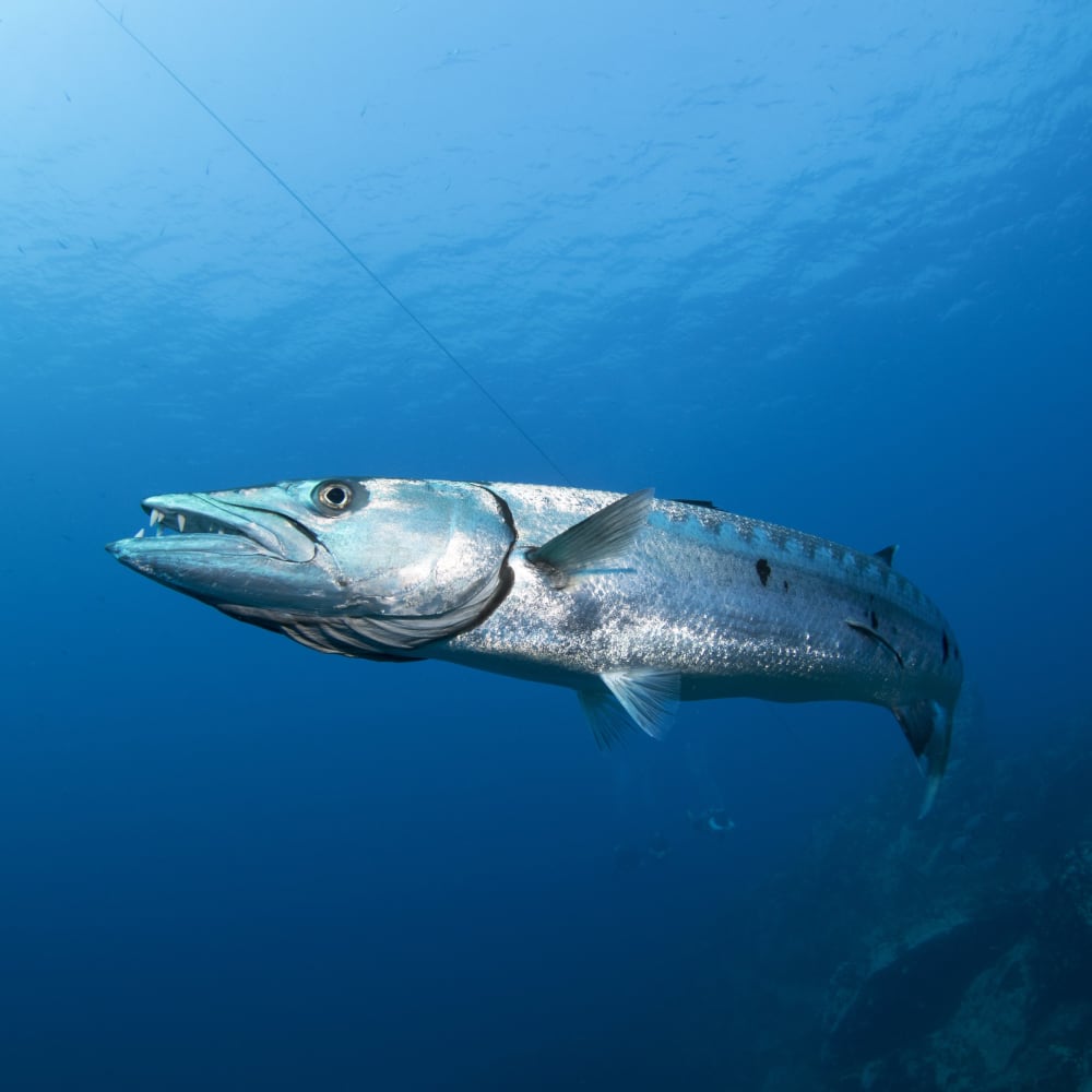 Koh tao divers huge barracuda chumphon pinnacle in Koh Tao