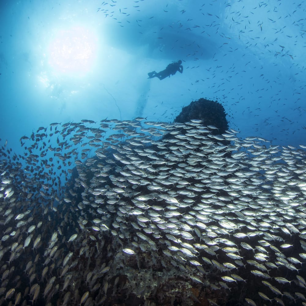 Koh tao divers huge school of fish in chumphon pinnacle in Koh Tao
