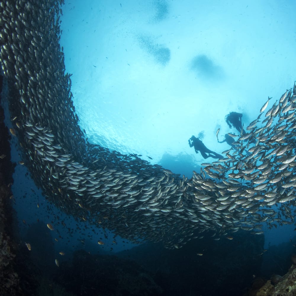 Koh tao divers huge school of fish in chumphon pinnacle in Koh Tao