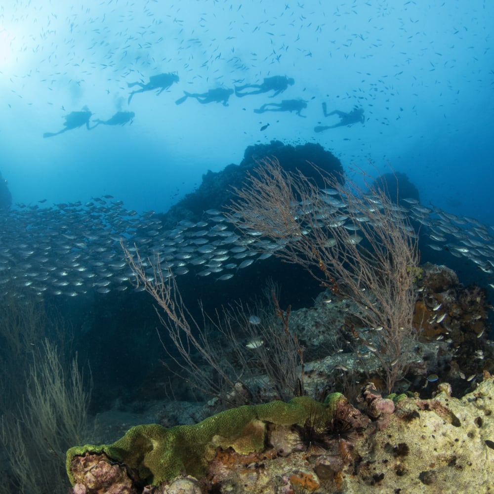 Koh tao divers divers in chumphon pinnacle in Koh Tao