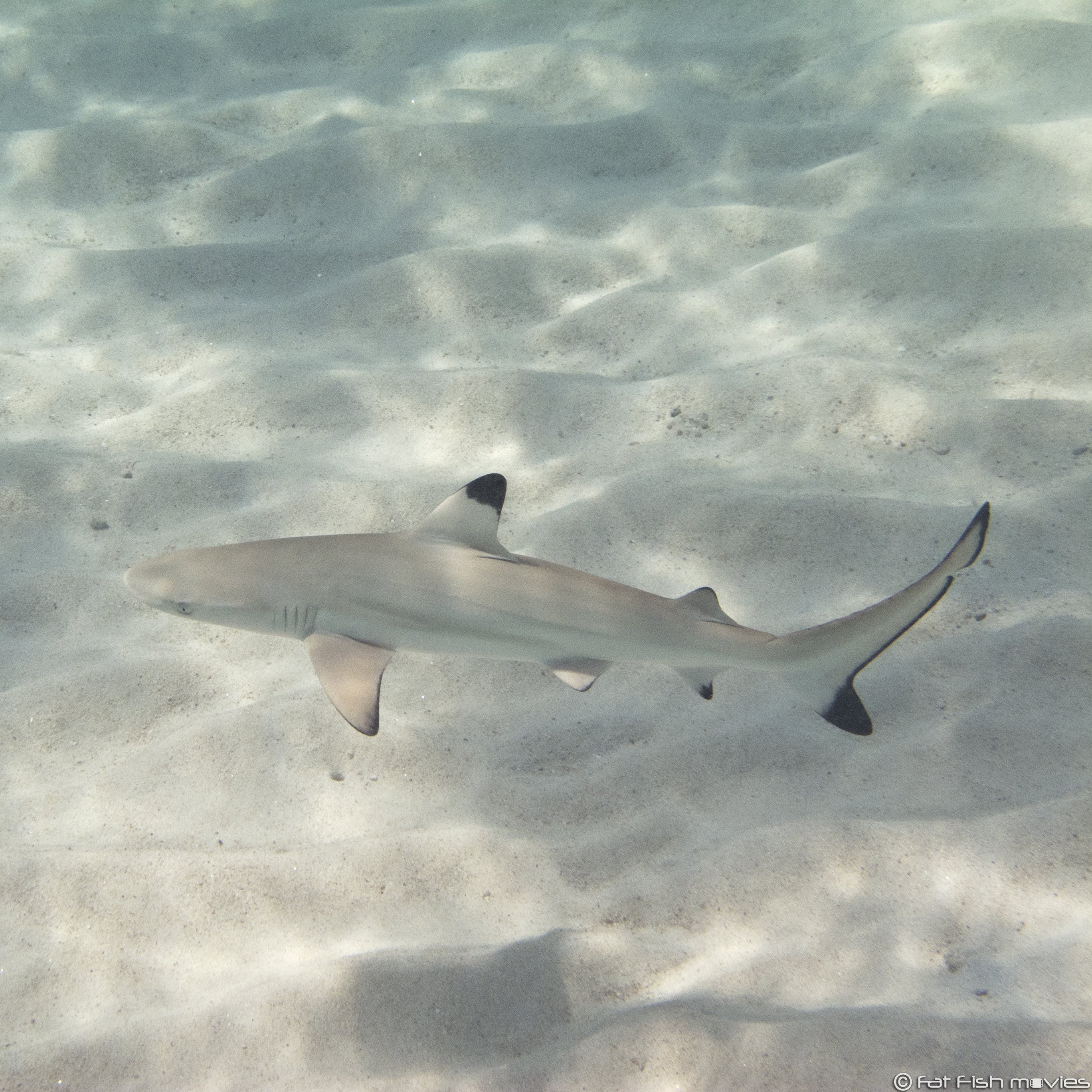 Koh Tao Divers juvenile blacktip reef shark gliding over sandy ocean bottom.