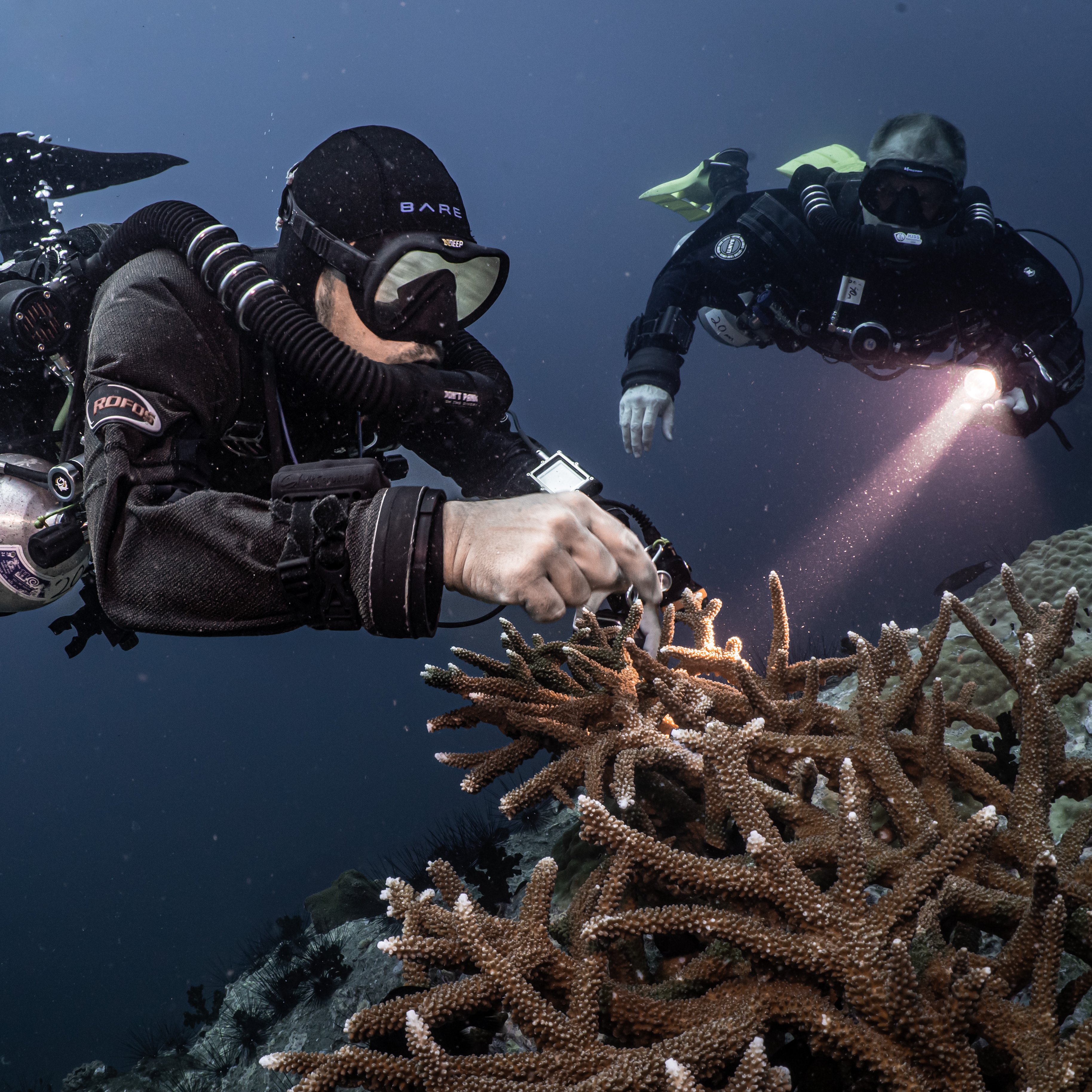 Koh Tao Divers rebreather divers inspecting corals with flashlights