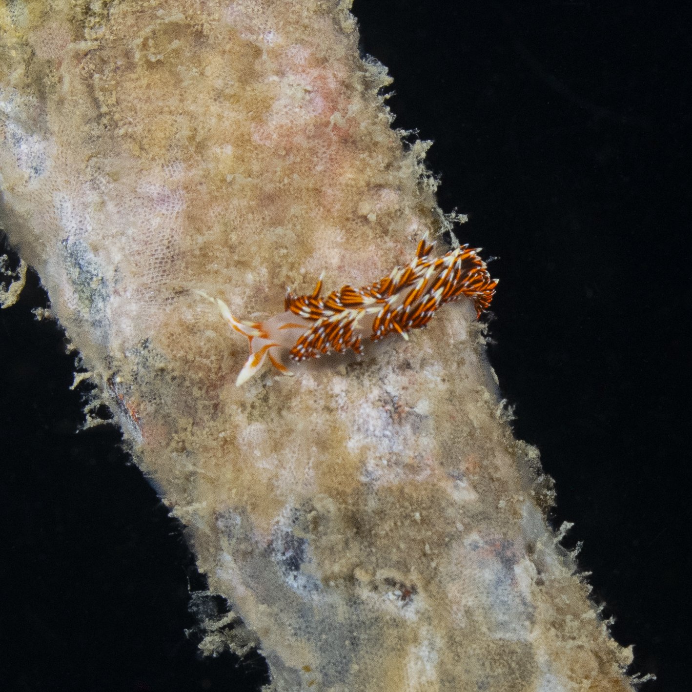 Koh Tao Divers night marine life