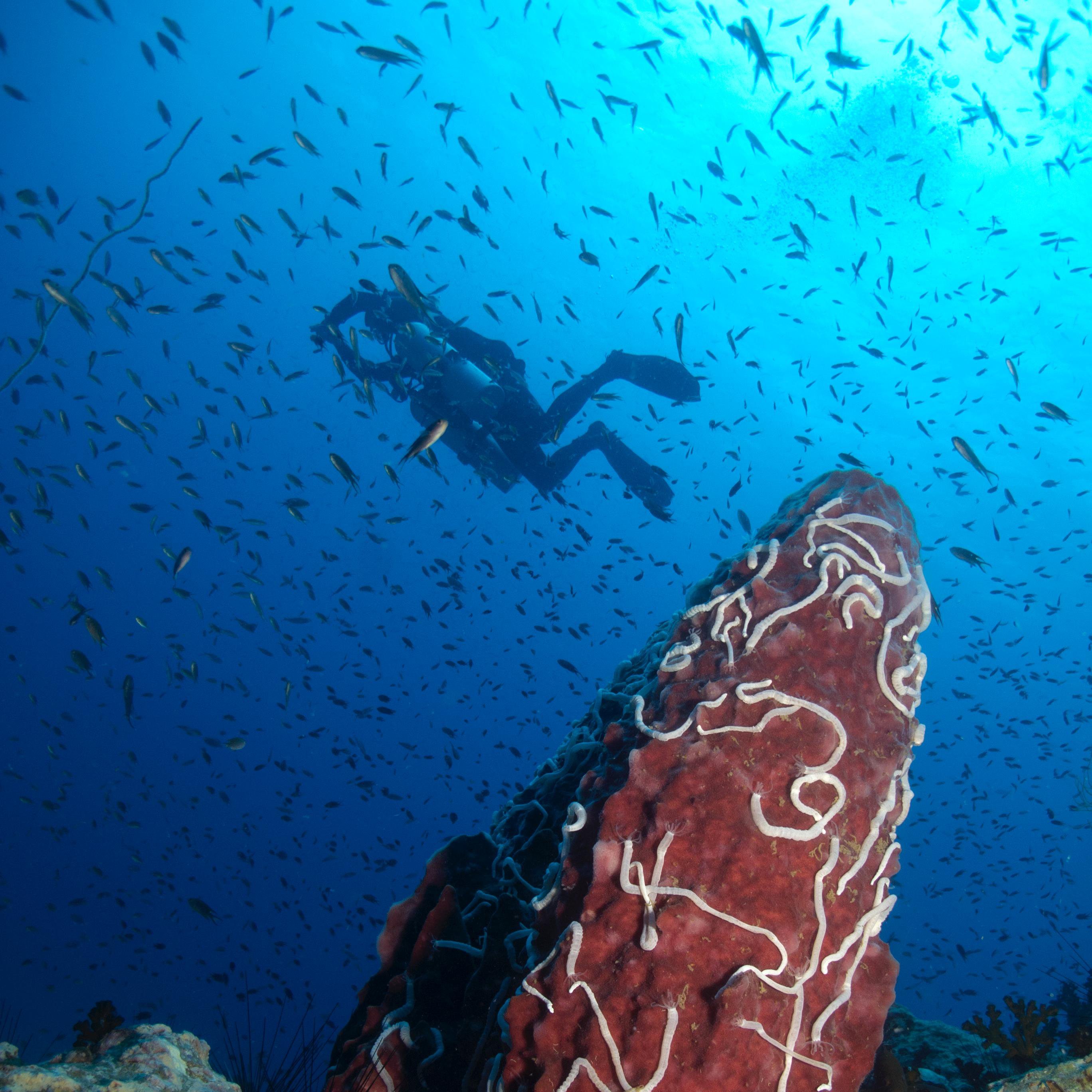 Koh tao divers diver around a large school of fish