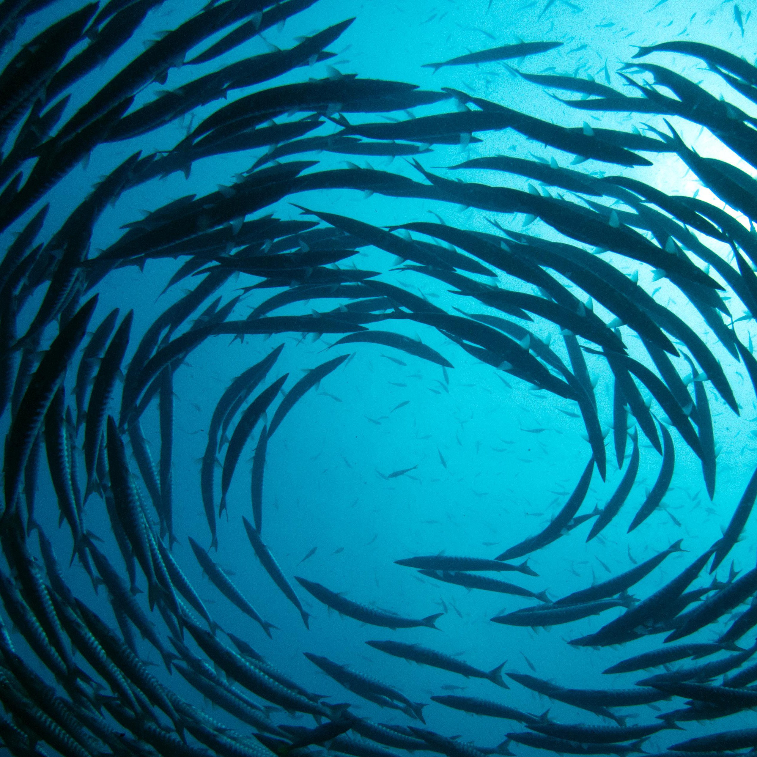 Koh tao divers tropical waters barracudas at chumpon pinnacle