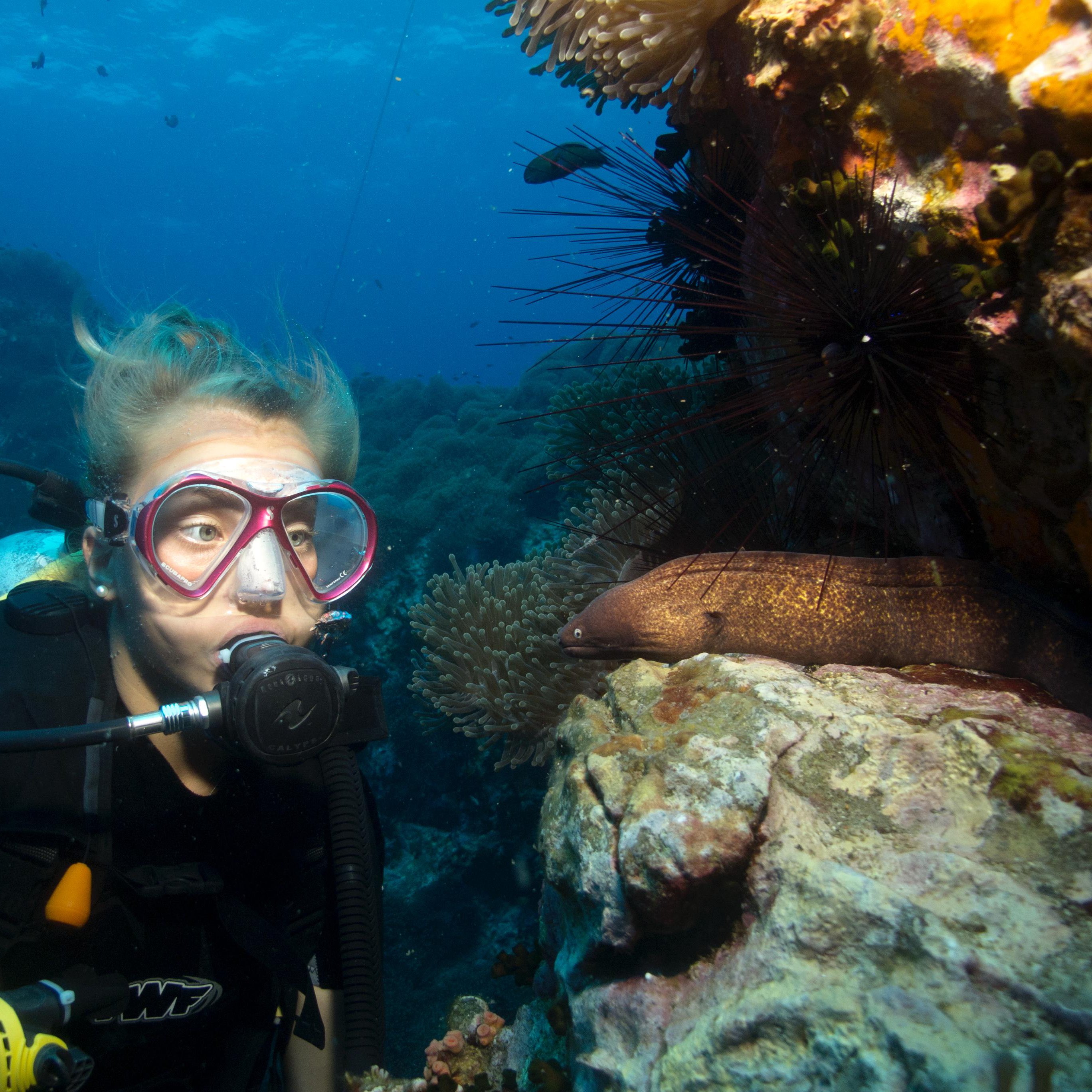 Koh Tao Divers  a diver explores the marine life