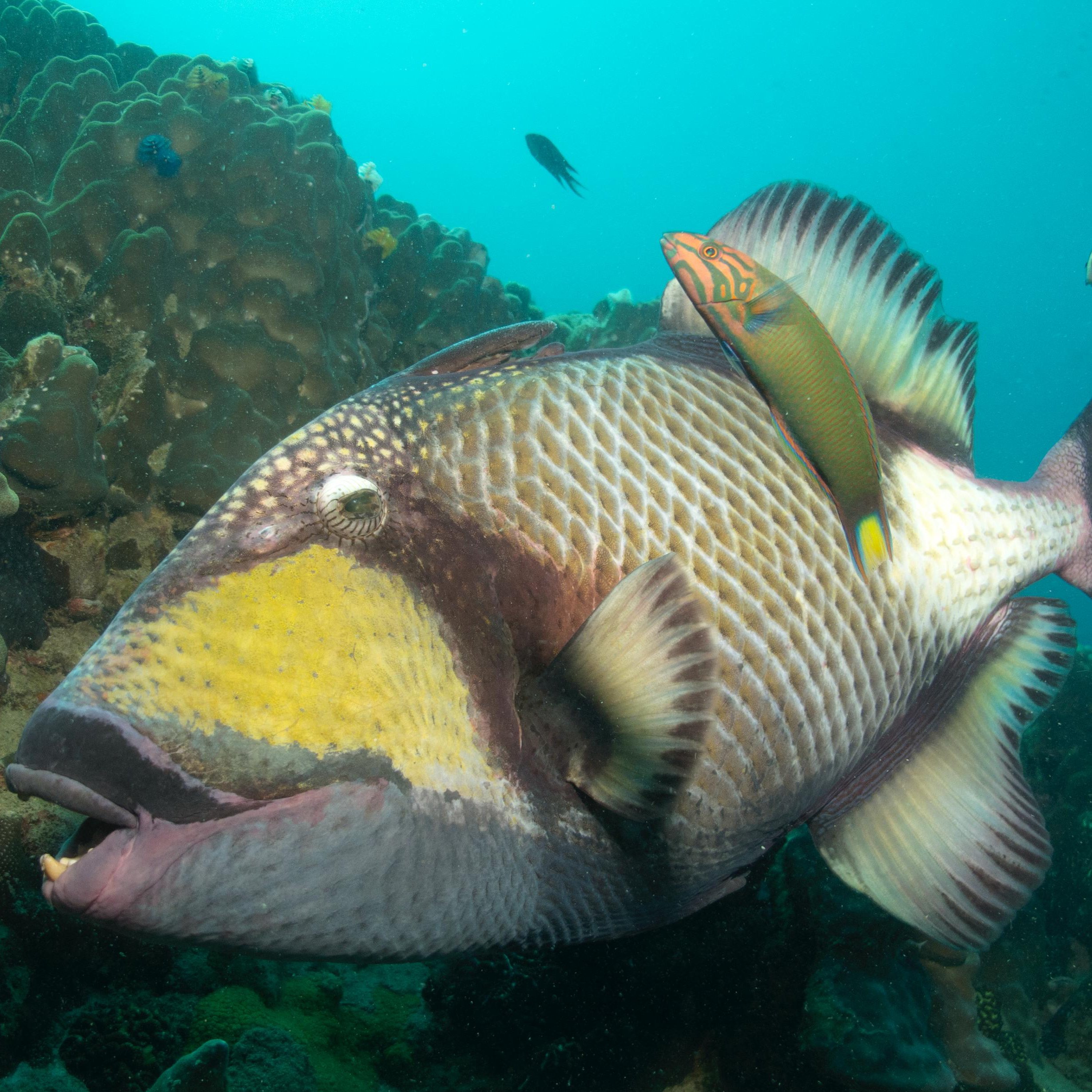 Koh Tao Divers Science of diving trigger fish