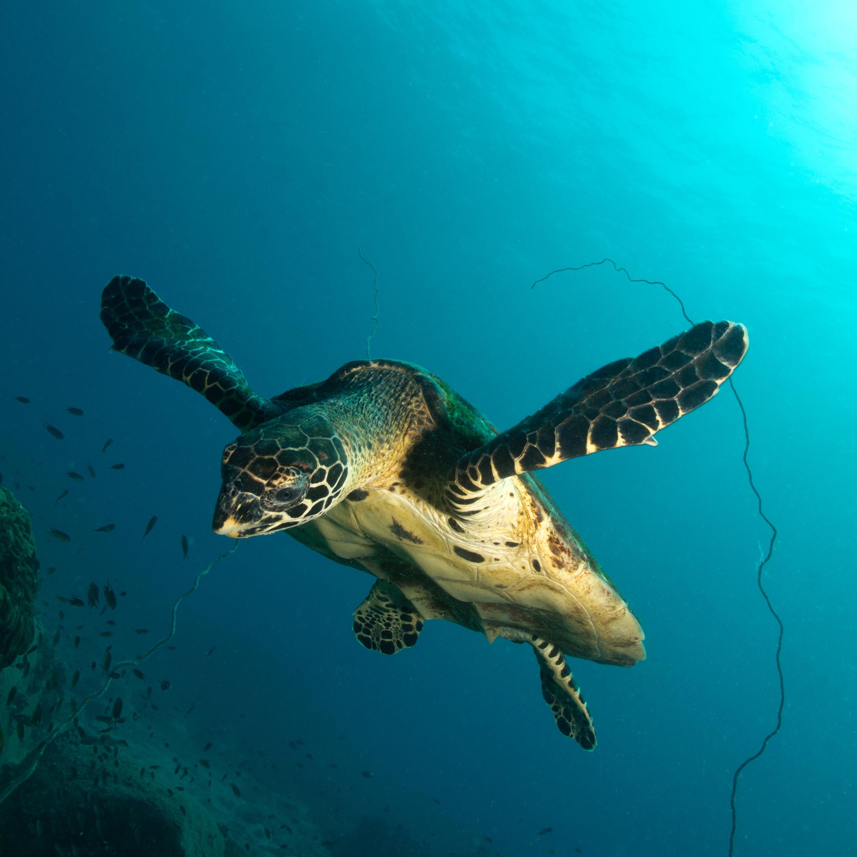 Koh Tao Divers The turtle is floating