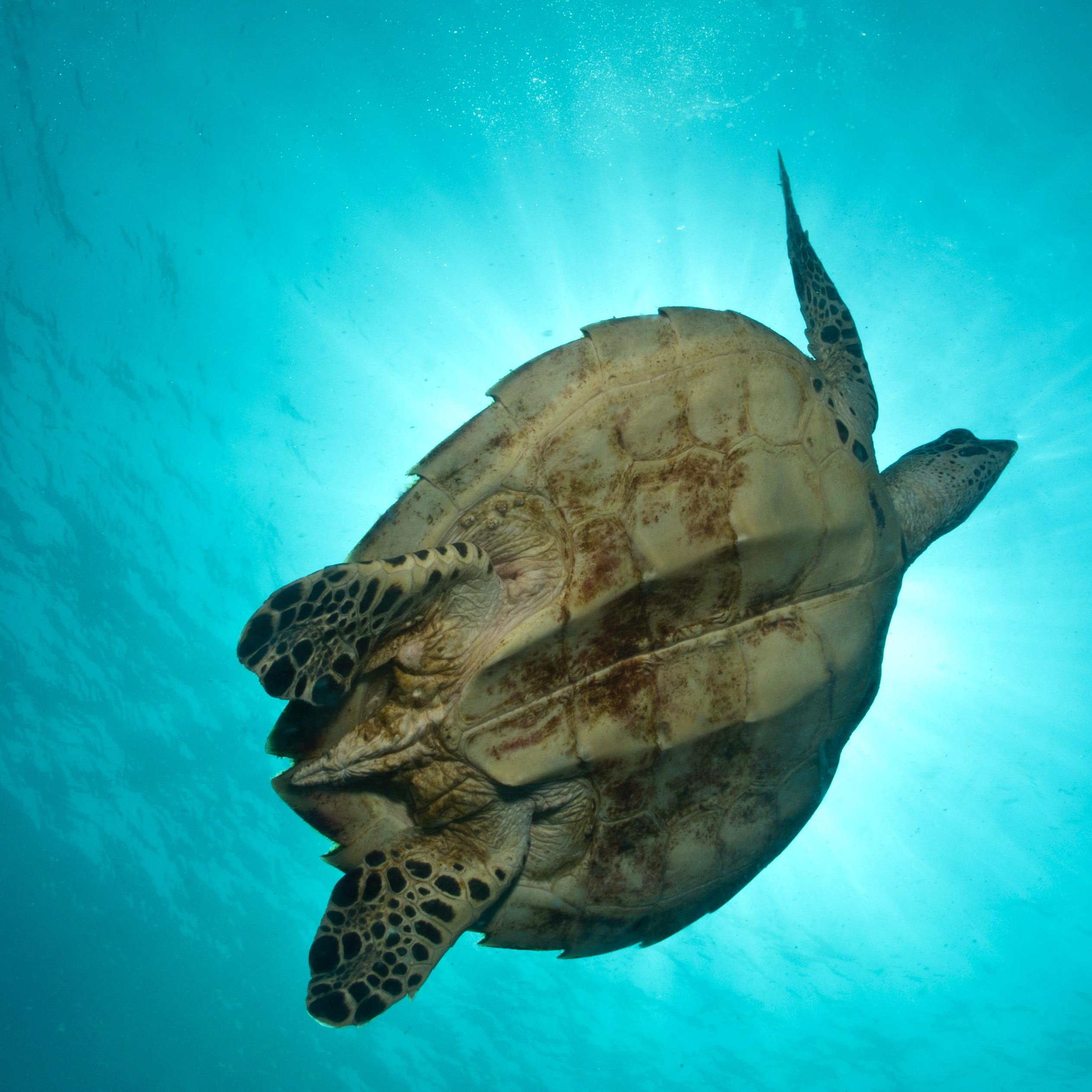 Koh Tao Divers Turtle maintaining perfect buoyancy