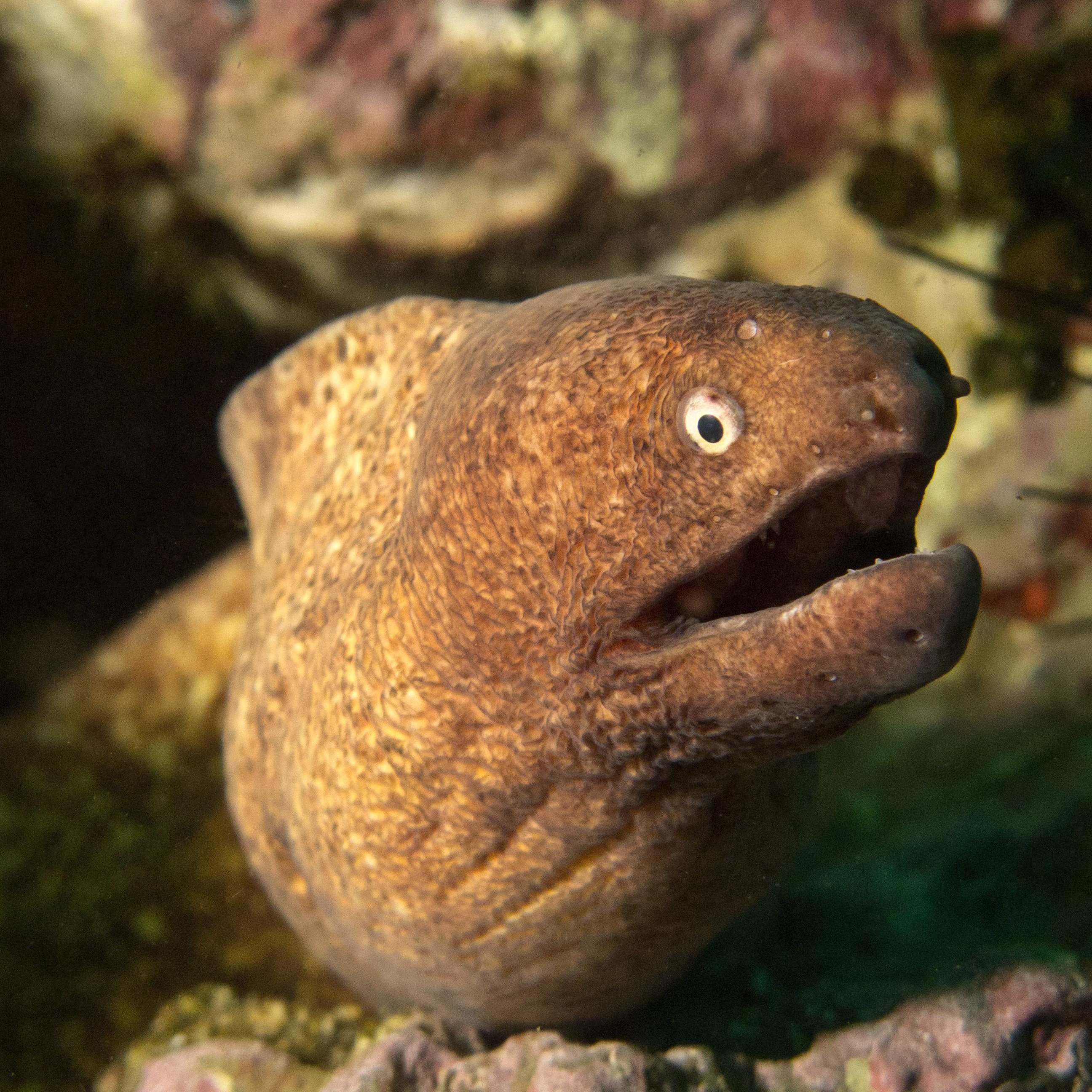 Koh Tao Divers Close-up of a brown moray eel peeking out from a rocky underwater crevice with its mouth slightly open