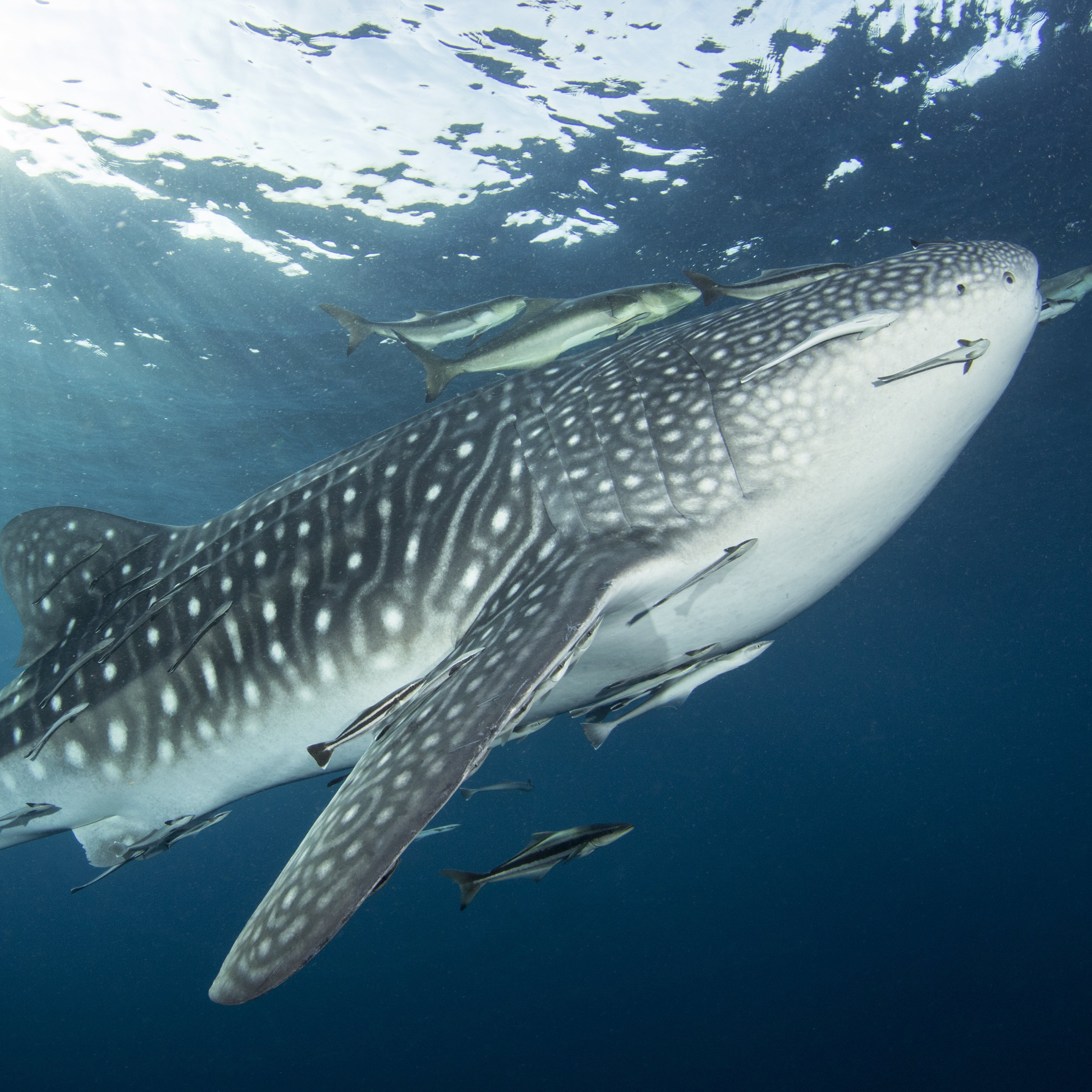 Koh Tao Divers React Right when Whale shark is near