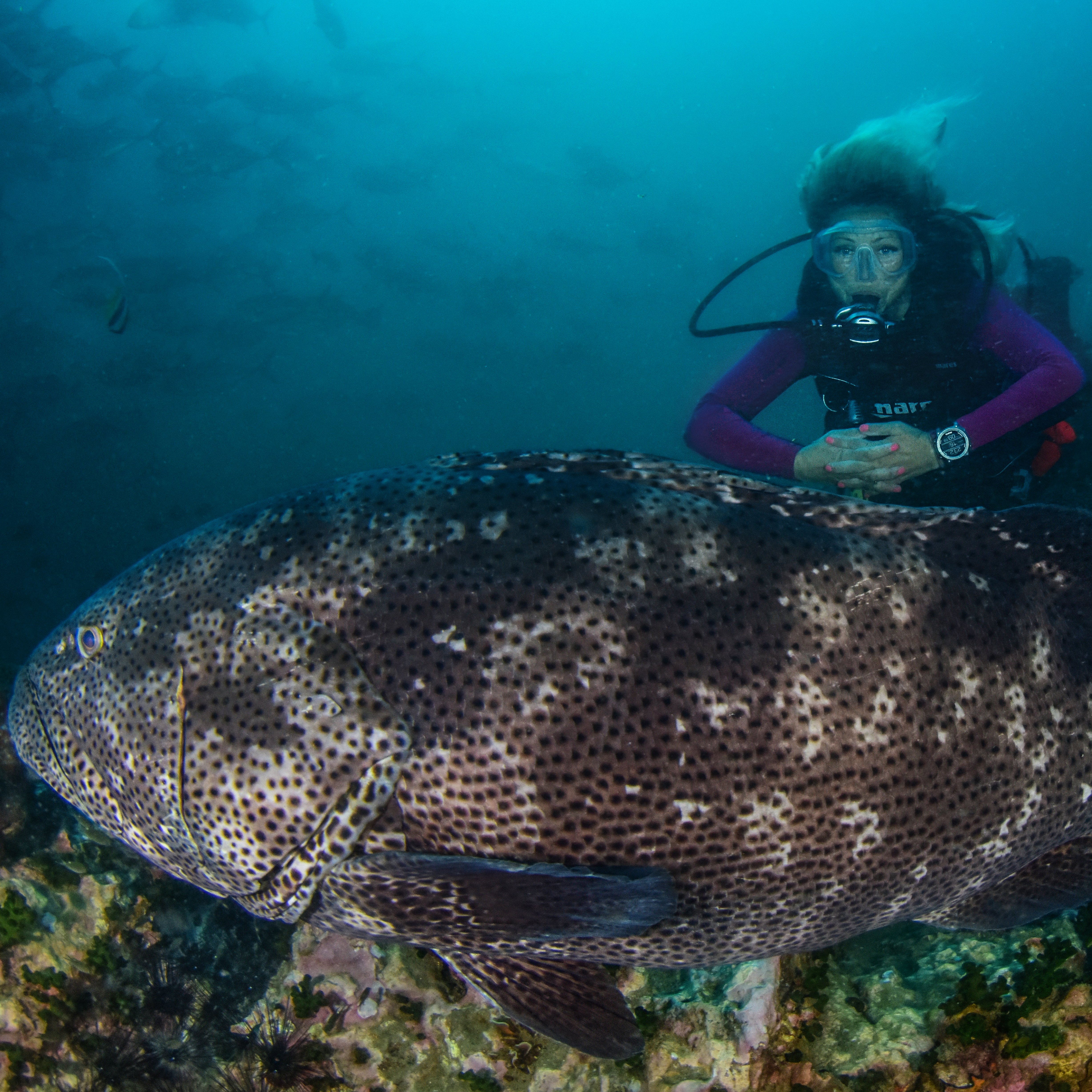Koh Tao Divers Respect Marine Life 